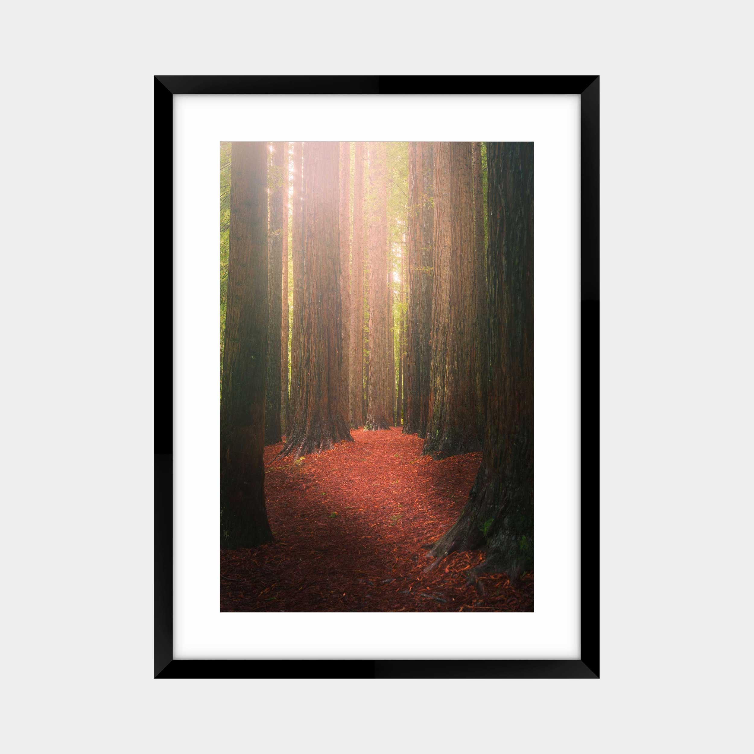 Otways' Redwood Giants
