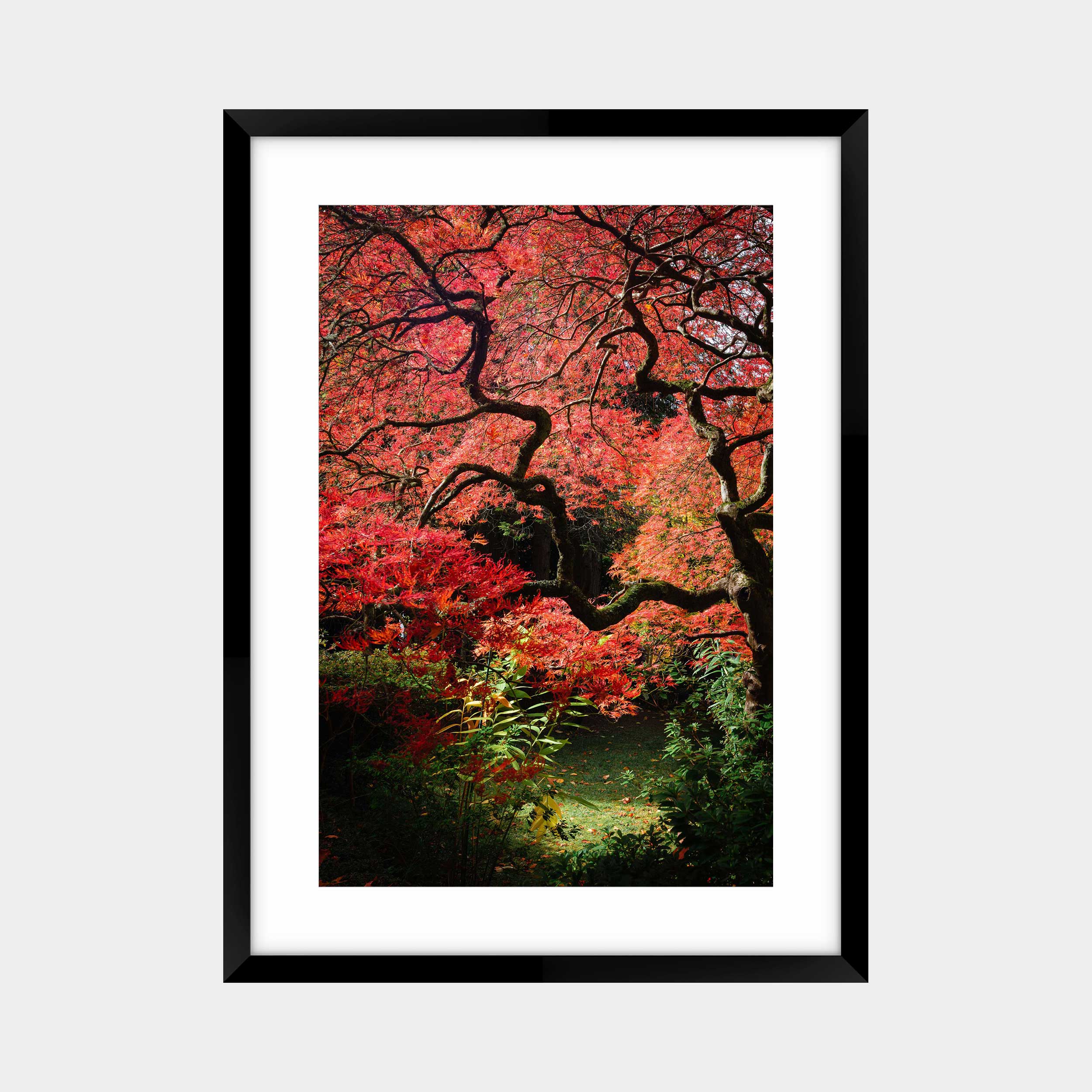 Macedon Autumn Ember